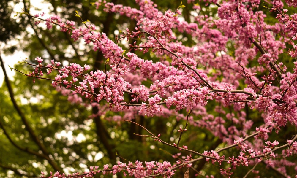 best trees for home garden redbud tree