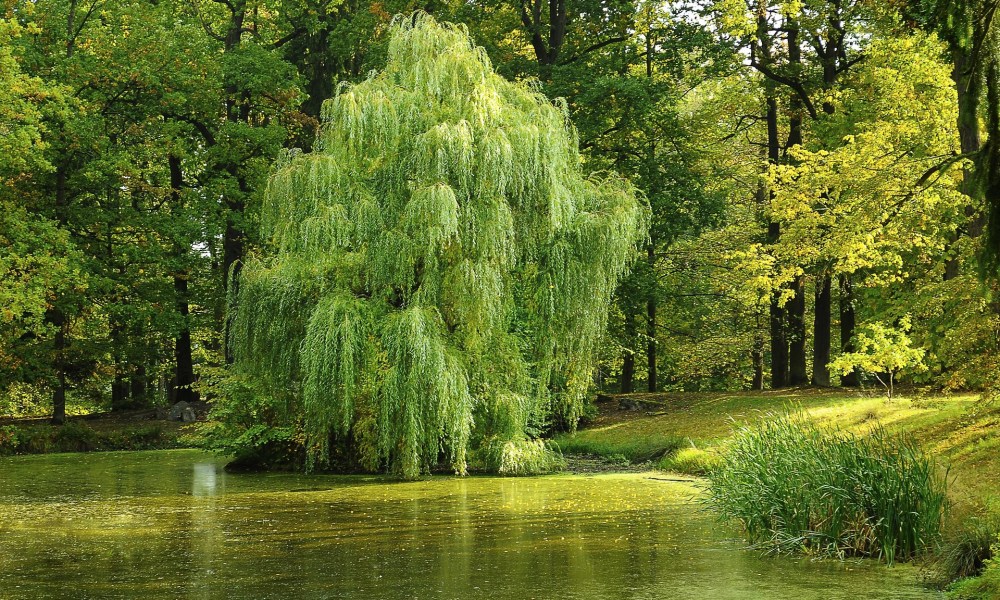 best trees wet zones willow beside pond