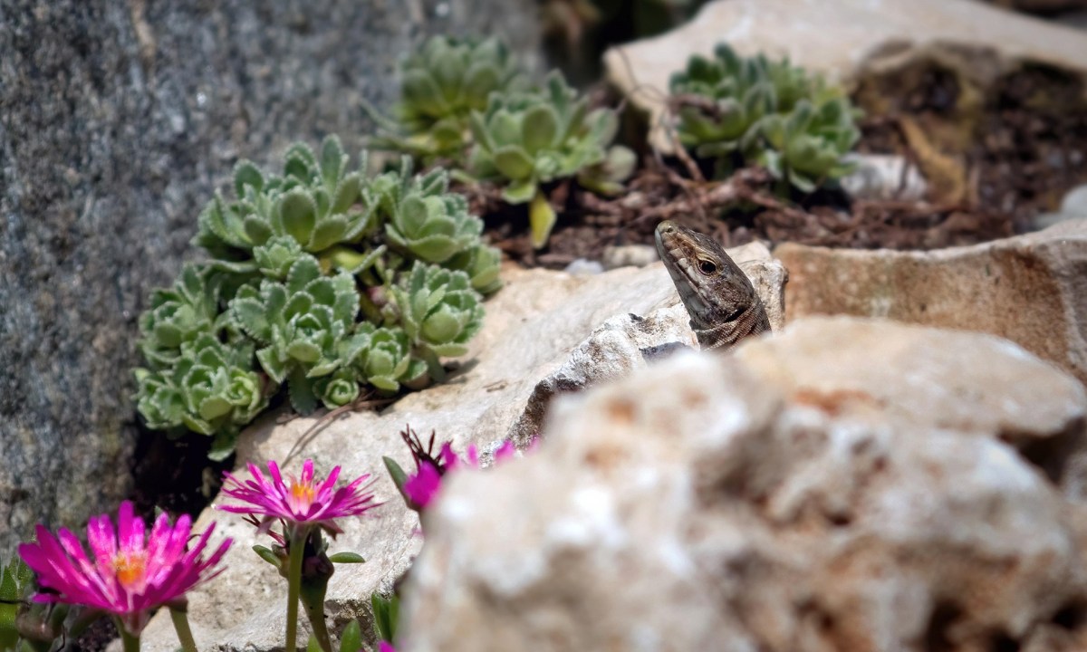 A rock garden with plants and a small lizard